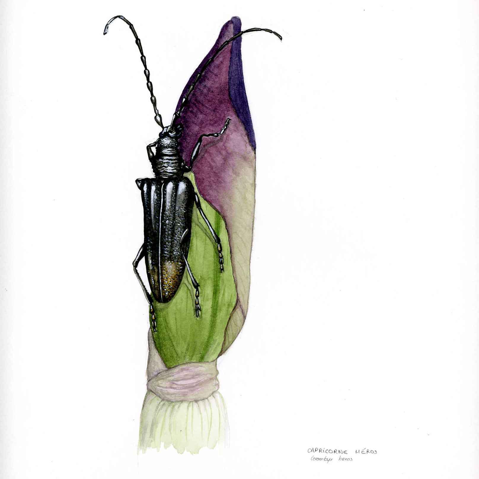 Capricorne aquarelle