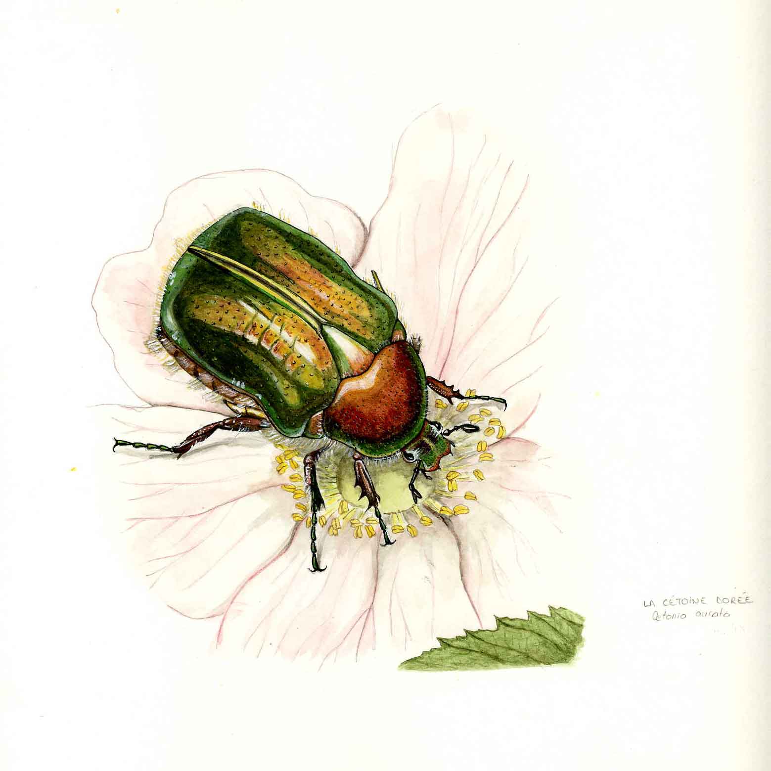 Cétoine aquarelle