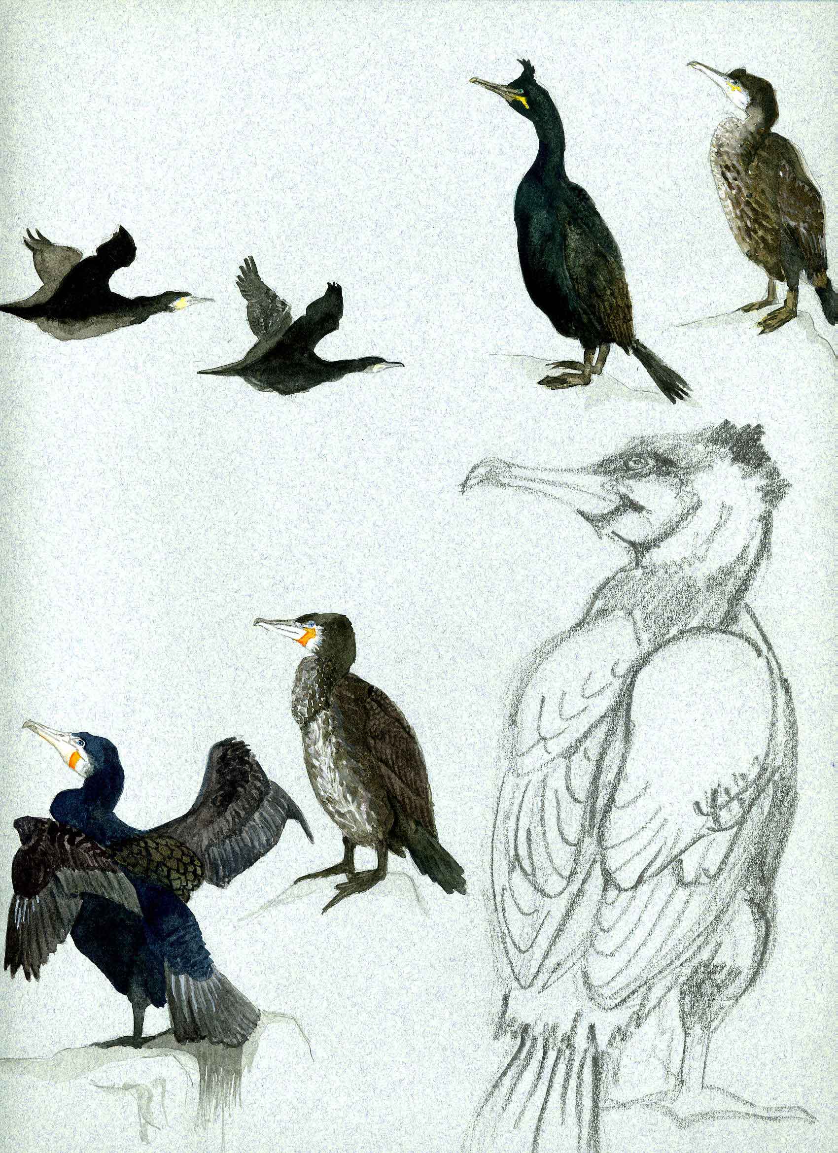 Cormorand illustration
