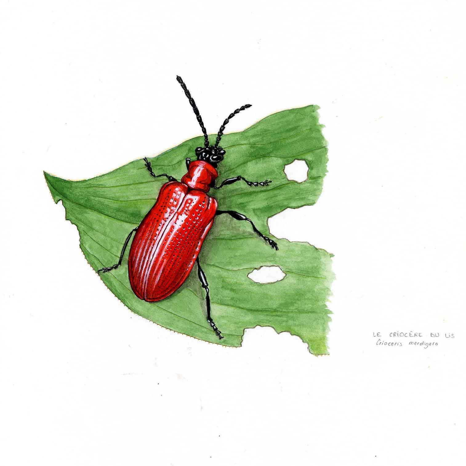 Criocère aquarelle