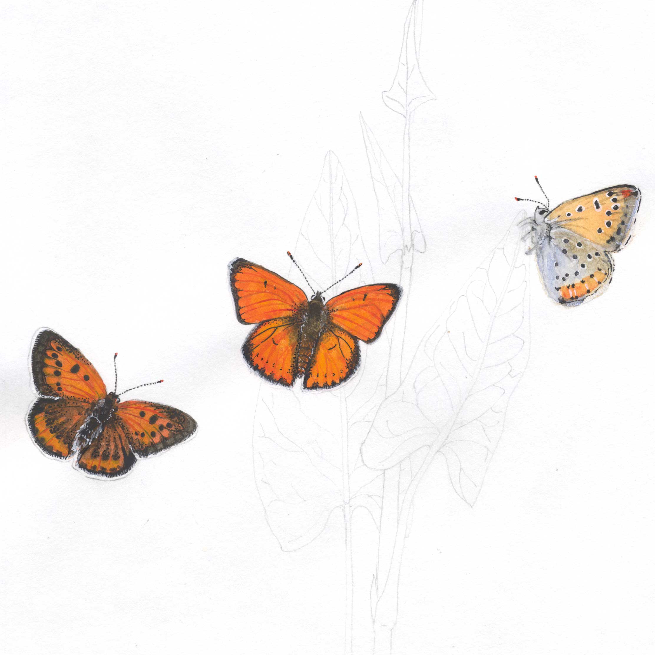 Cuivré des marais illustration