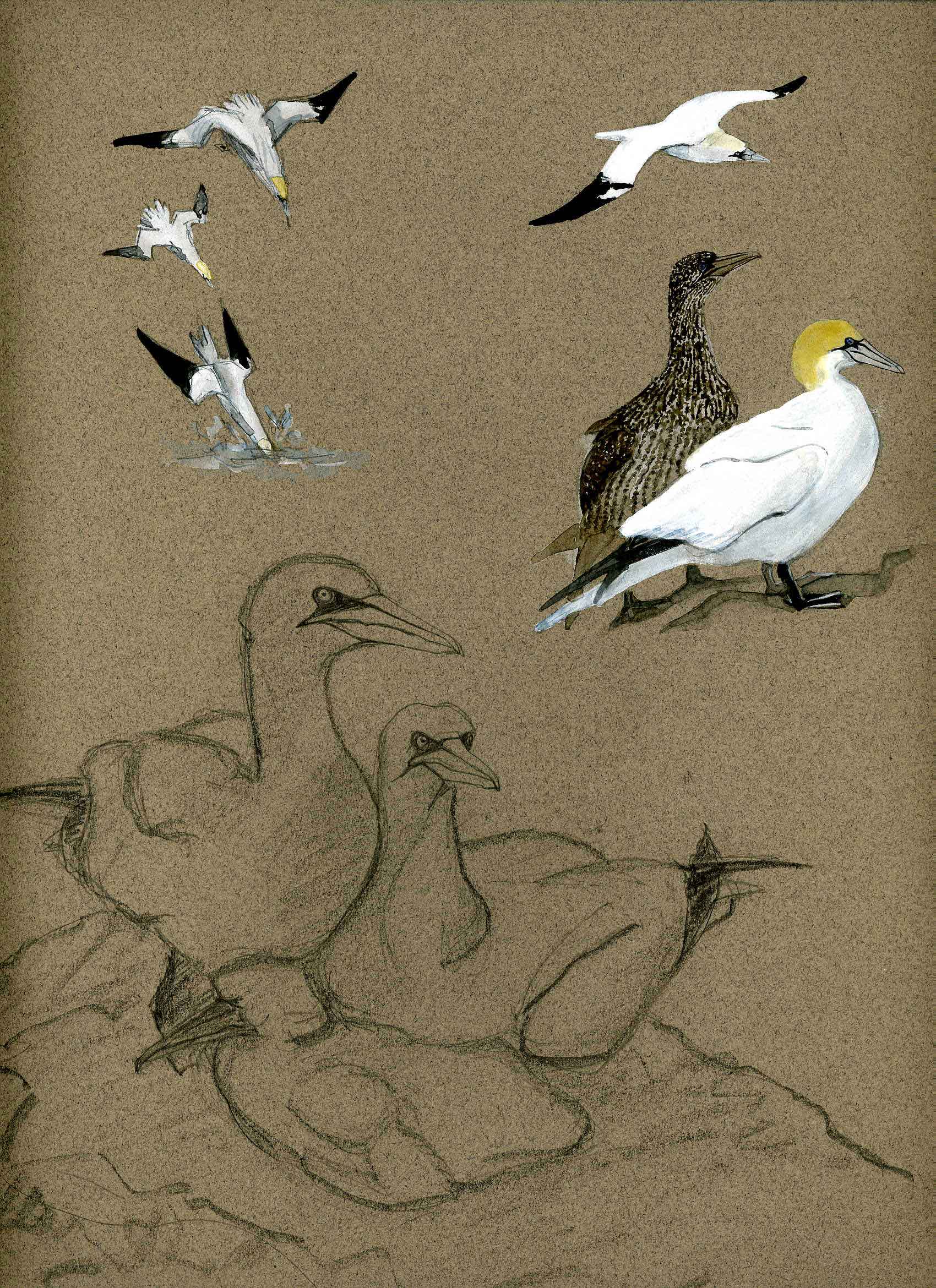 Fou de Bassan illustration