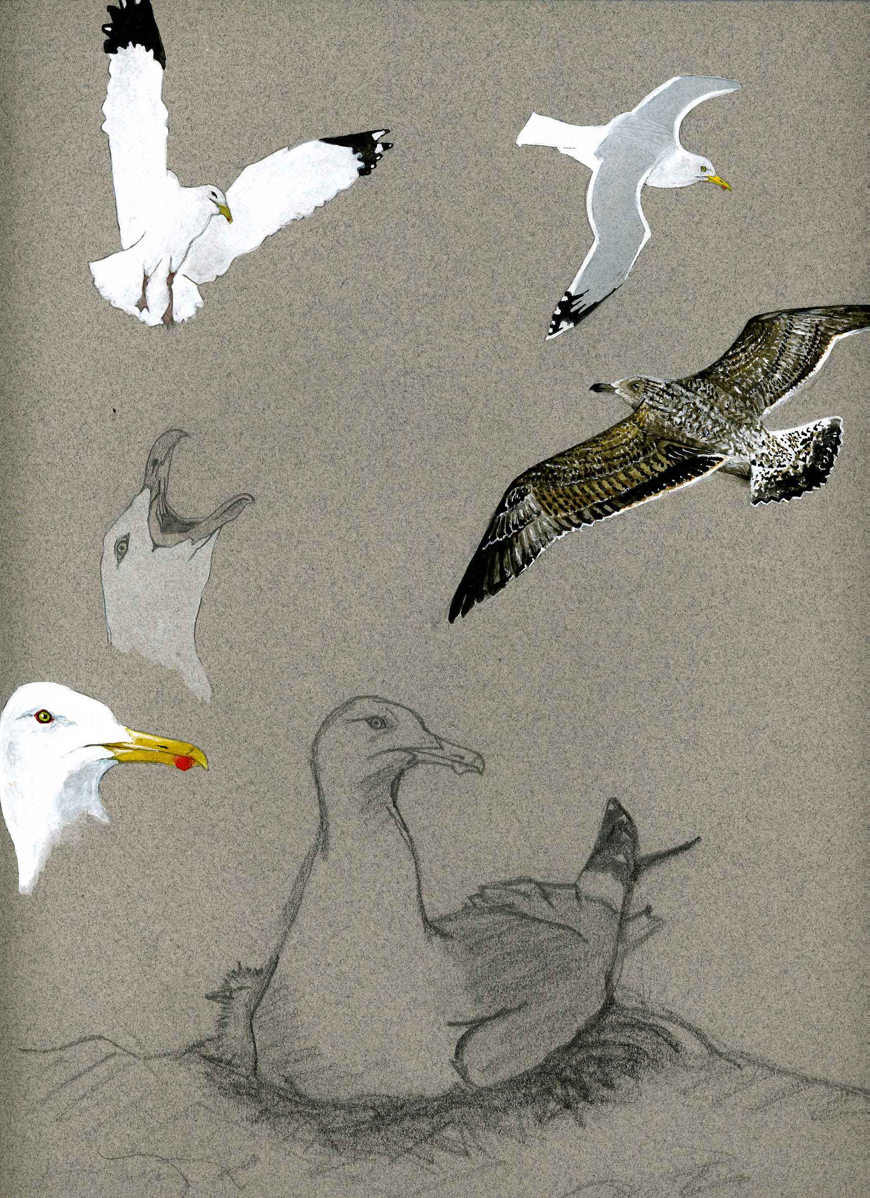 Goélands illustration