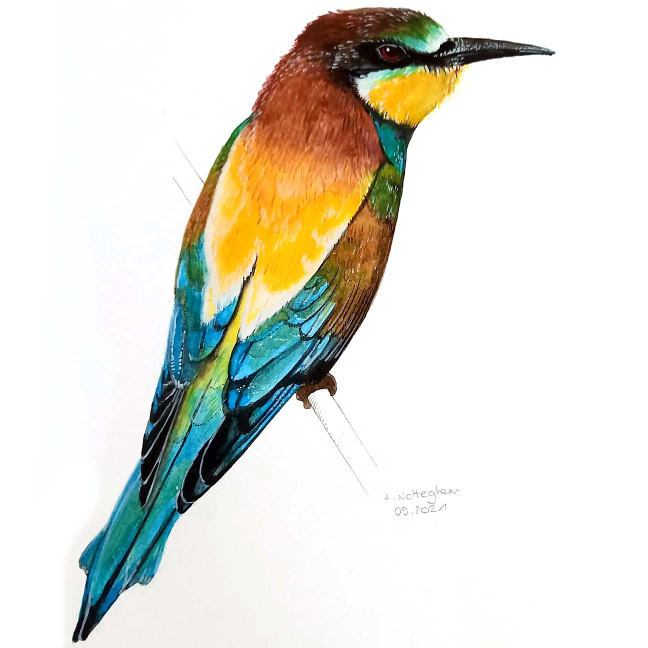 Guêpier illustration