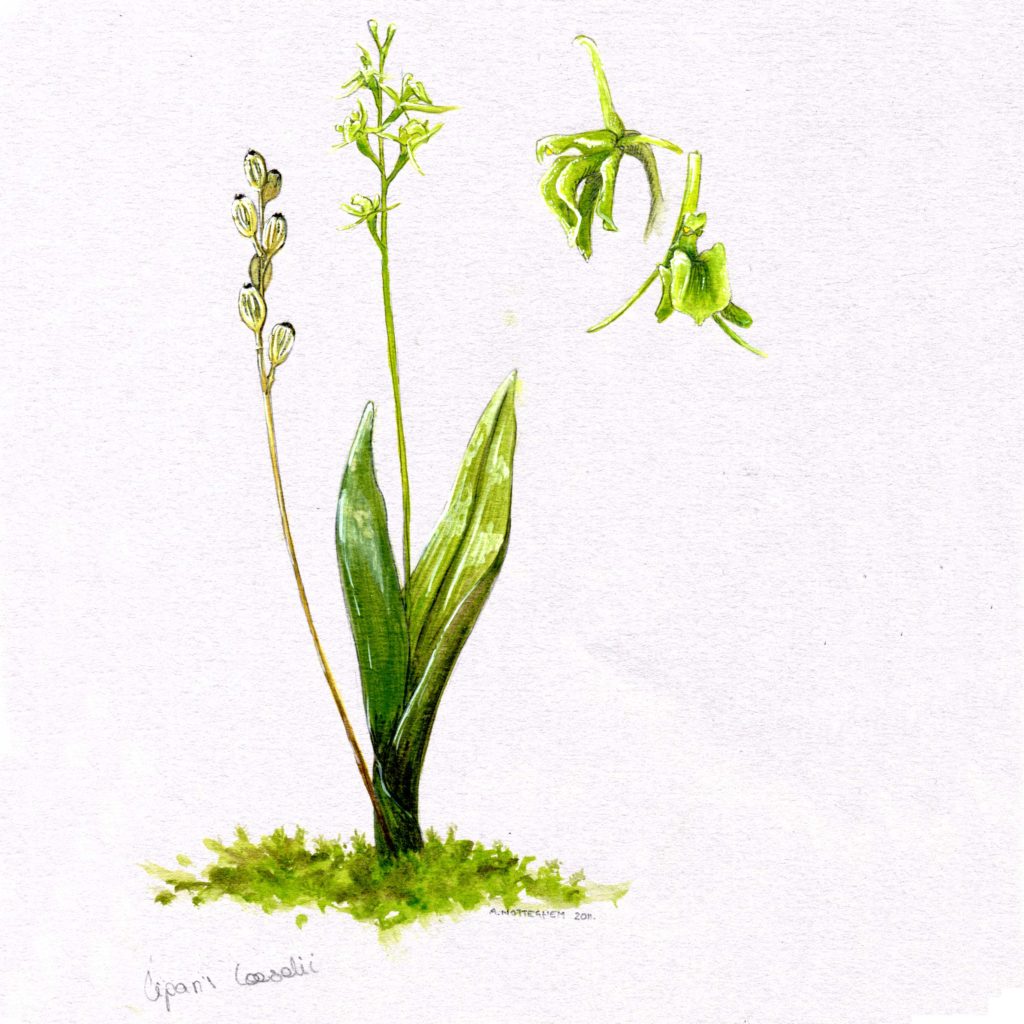 Liparis-Loeselii