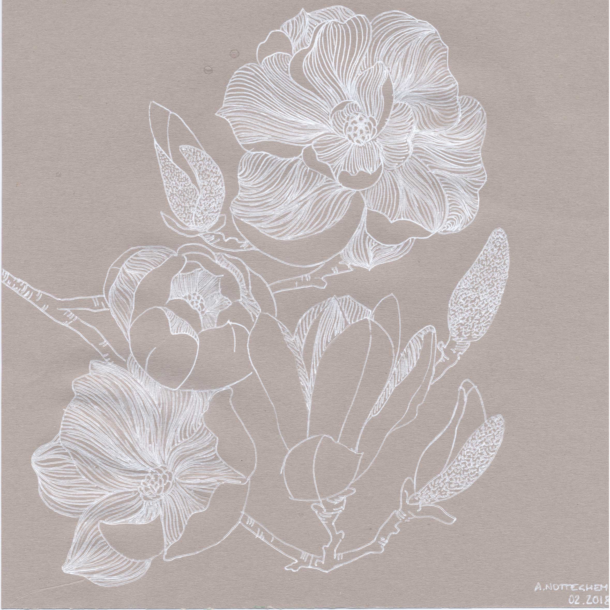 Magnolia