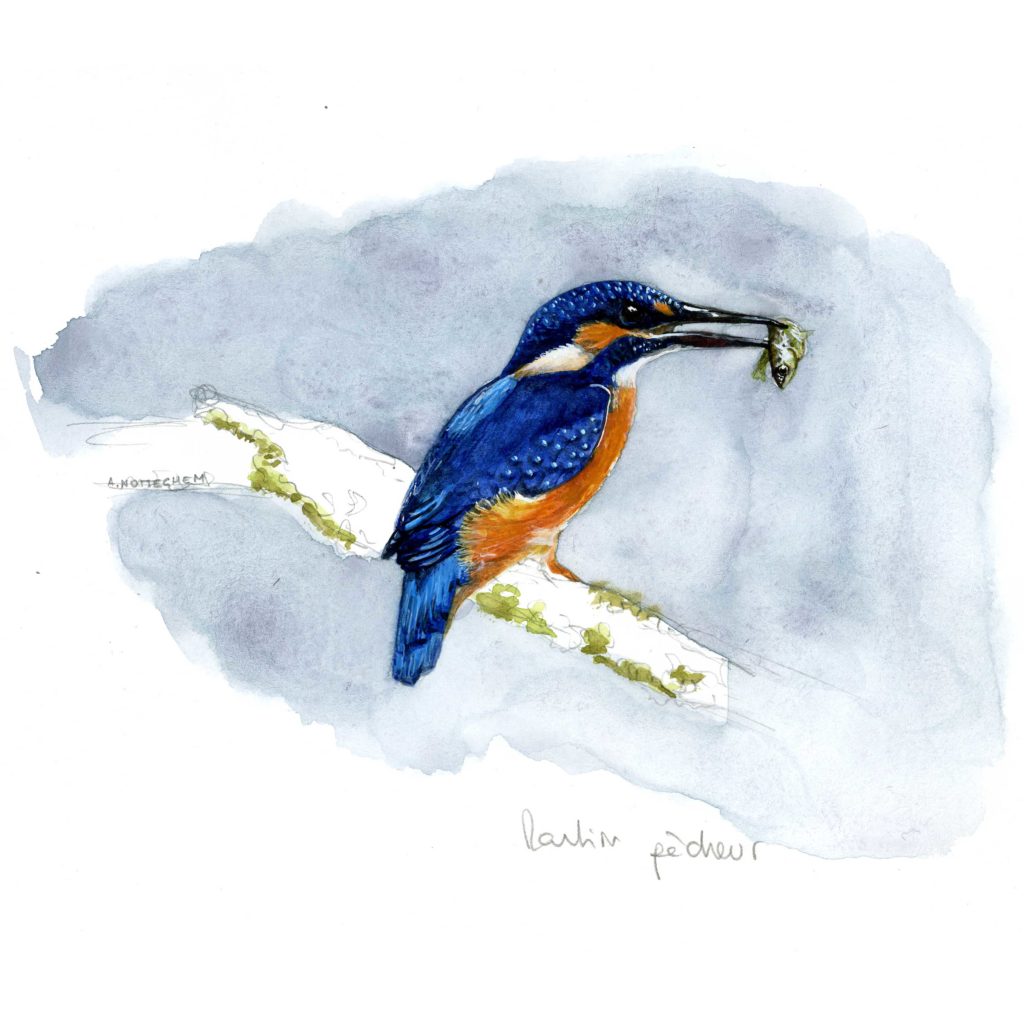 Martin-Pêcheur
