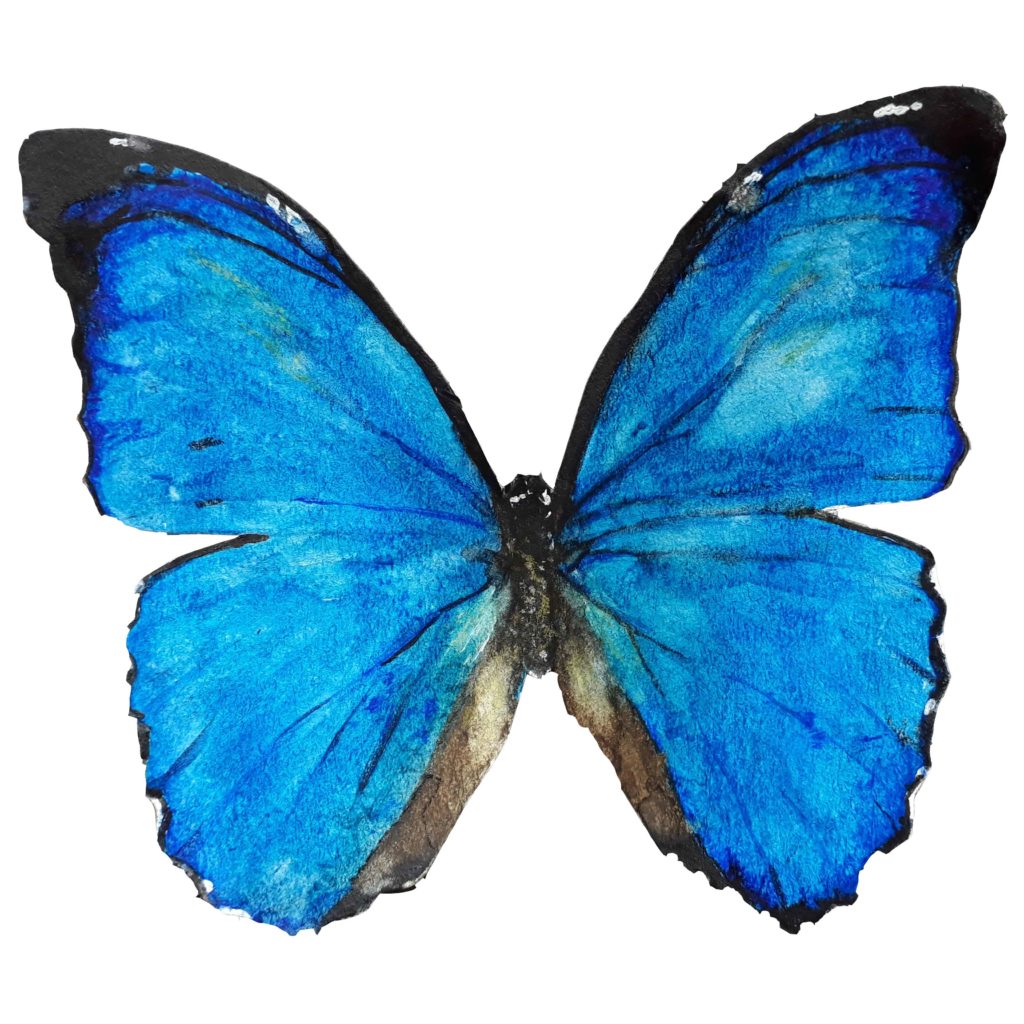 Morpho aquarelle