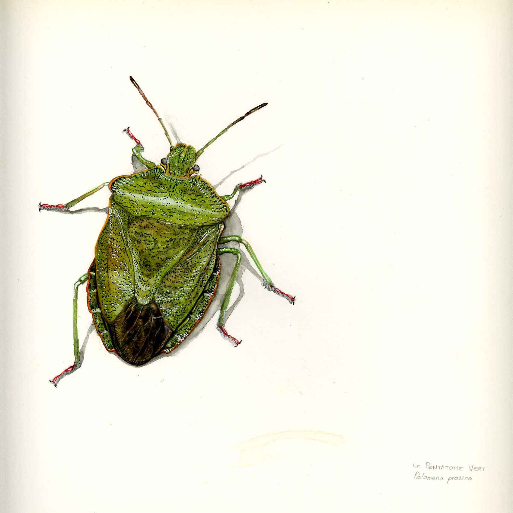 Punaise aquarelle