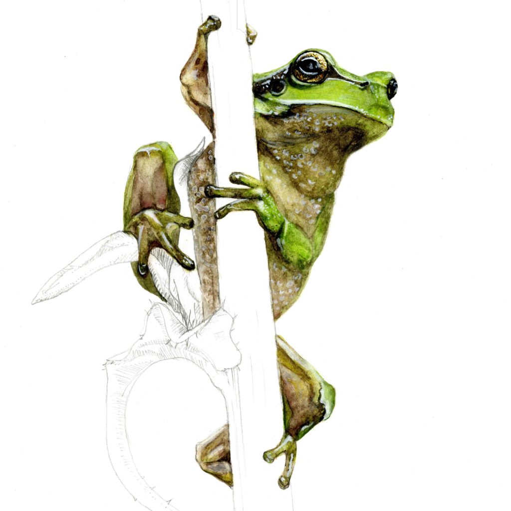 Rainette_illustration
