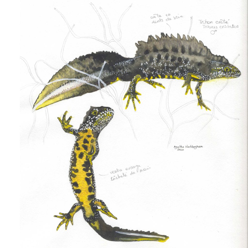 Triton crêté illustration
